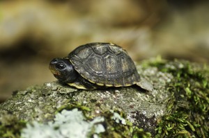 Baby Box Turtle (Terrapene carolina)