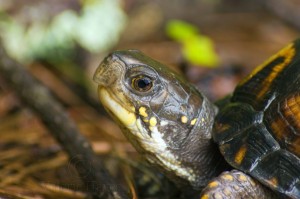 Female Box Turtle--Close Profile