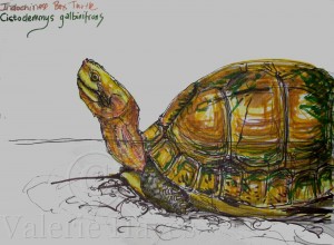 Marker pen sketch of an Indochinese Box Turtle