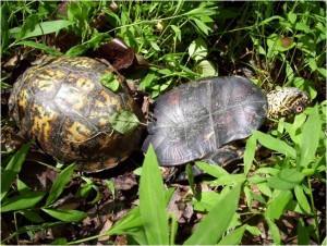 Two box turtles mating in the woods in Georgia.  