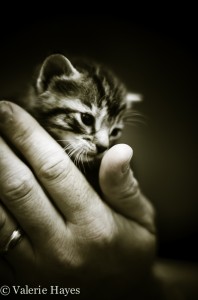 Kitten in hand